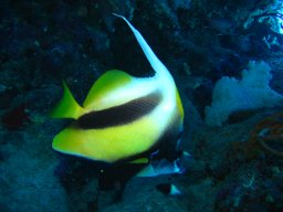 marsa_alam_200510 245